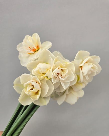 Нарциссы махровые белые 11 шт with delivery to Almaty
