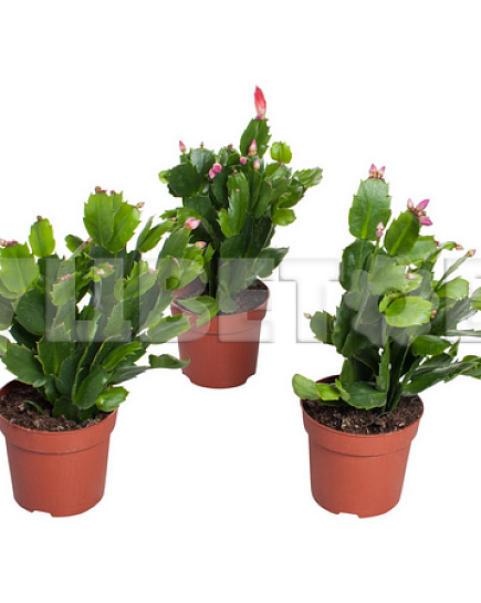 Bouquet of Schlumbergera Mix flowers delivered to Astana