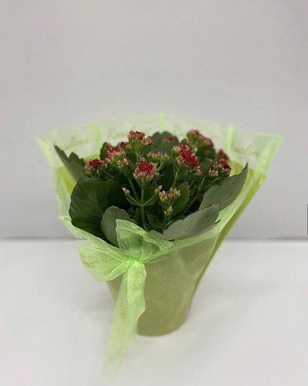 Bouquet of Kalanchoe Gulmarket flowers delivered to Rudniy