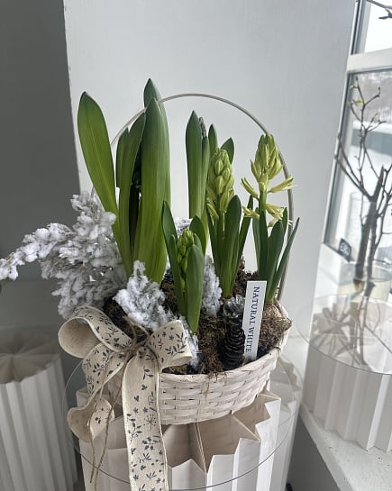 Весенние гиацинты в корзине Natural White с доставкой по Астане