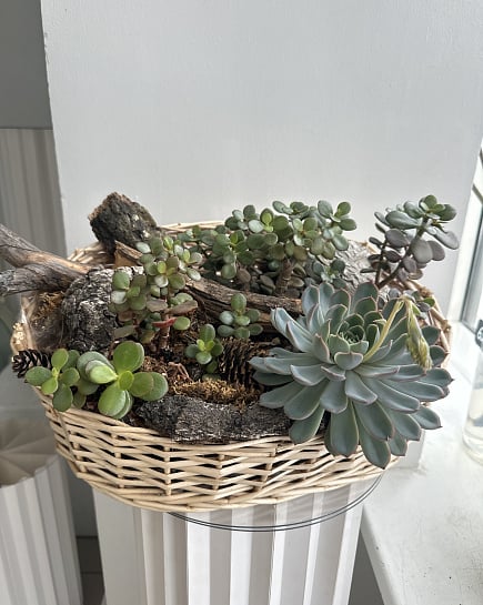 Композиция из суккулентов и сухоцветов в плетеной корзине с доставкой по Астане