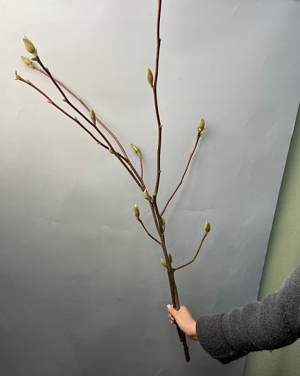 Ветка магнолии: весеннее пробуждение с доставкой по Астане