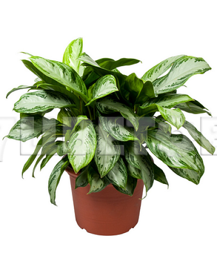 Bouquet of Aglaonema Silver Bay flowers delivered to Astana
