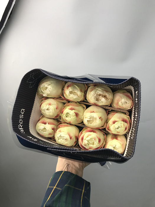 25 роз в пачке (оттенок на вкус флориста) 25 роз в пачке (оттенок на вкус флориста)