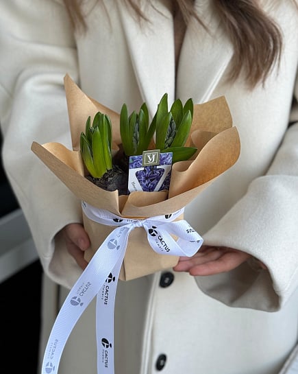 Hyacinths in a pot with delivery to Astana