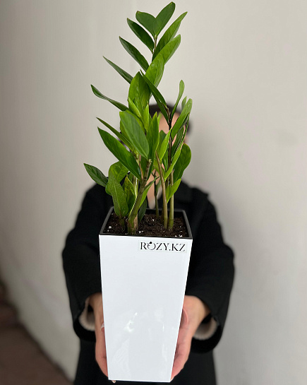 Bouquet of Zamioculcas transplanted into a flowerpot flowers delivered to Astana