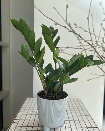 Zamioculcas in Kashpo with delivery to Astana