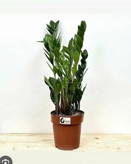 Комнатное растение Замиокулькас с доставкой по Астане