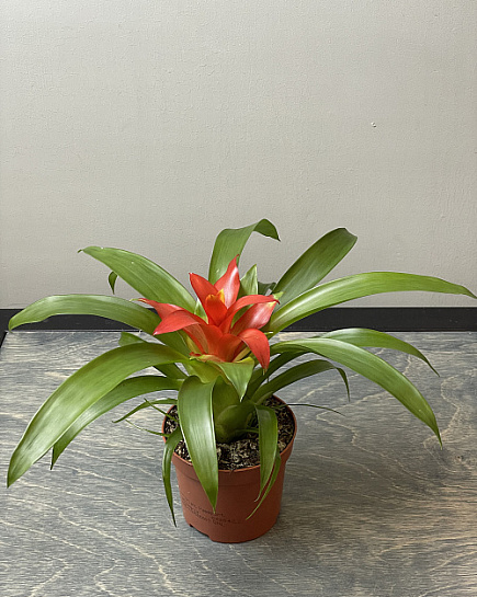 Bouquet of Guzmania 'Tempo', 9-20 flowers delivered to Astana