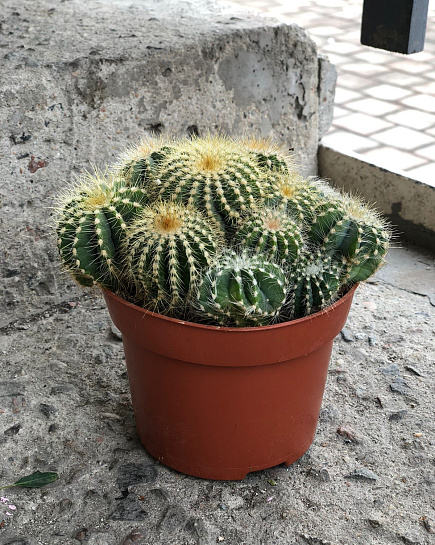 Cactus with delivery to Almaty