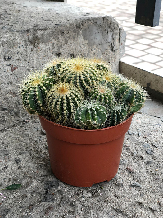 Cactus