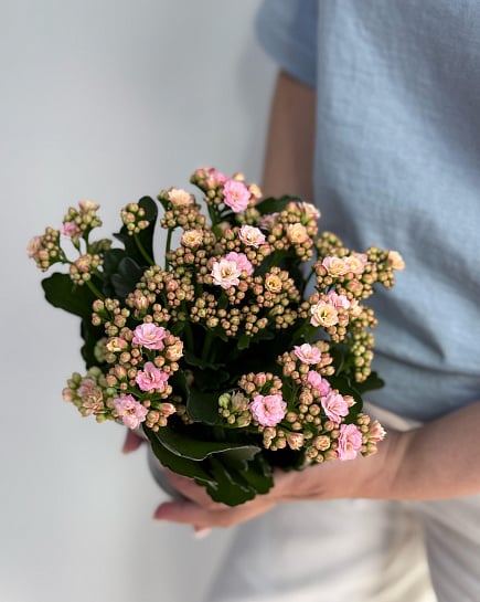 Kalanchoe crimson with delivery to Astana