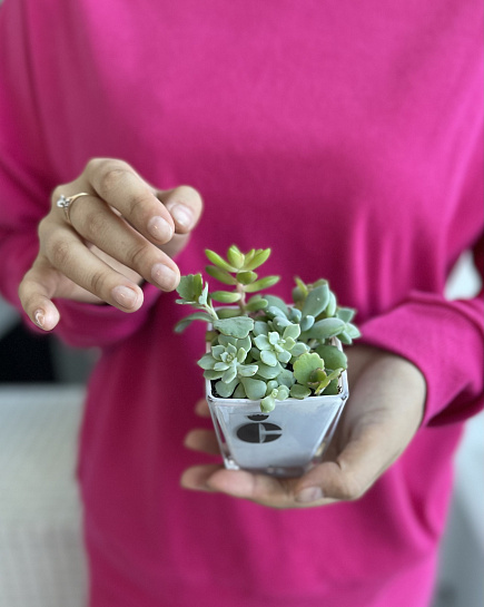 Succulent transplanted into a flowerpot with delivery to Astana