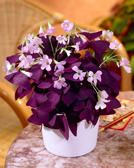 Оксалис TRIANGULARIS с доставкой по Астане