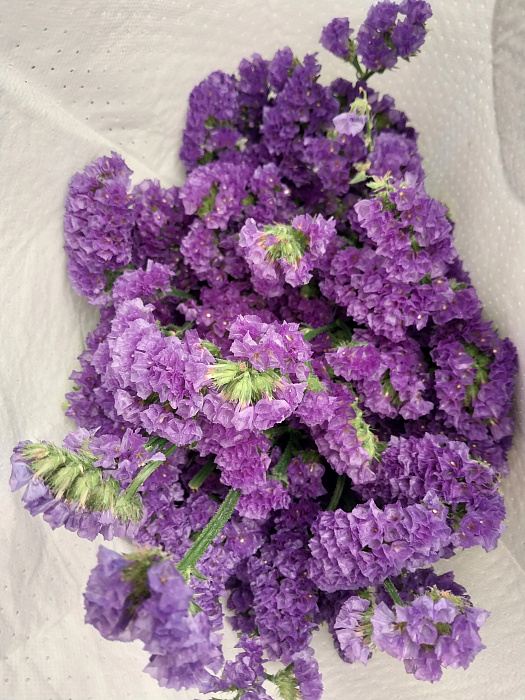 Статица Статица