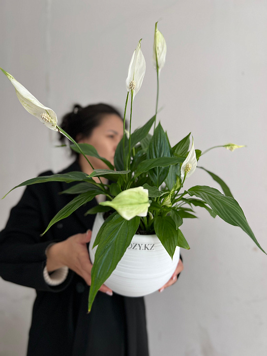 Spathiphyllum transplanted into a flowerpot