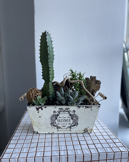 Composition of cactus and succulents “Home” with delivery to Astana