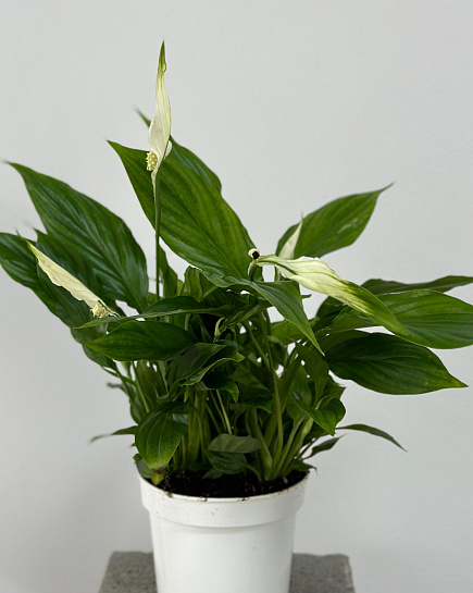 Bouquet of Spathiphyllum flowers delivered to Astana