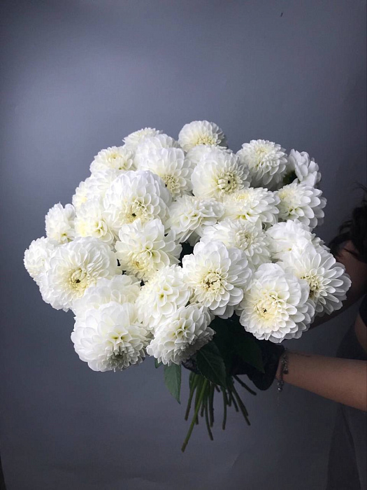 Bouquet of white Dahlias