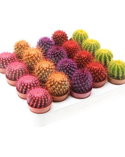 Кактус ... mixed in tray 'Rainbow' с доставкой по Астане