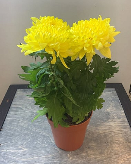 Bouquet of Chrysanthemum zembla, 25 cm (mix color) flowers delivered to Astana