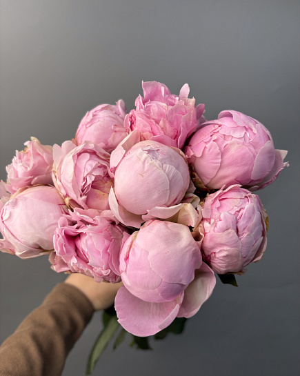 “Pillow Talk” peonies in a pack (10pcs) with delivery to Astana