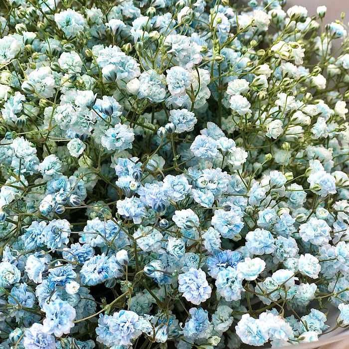 Bouquet of 7 blue gypsophila