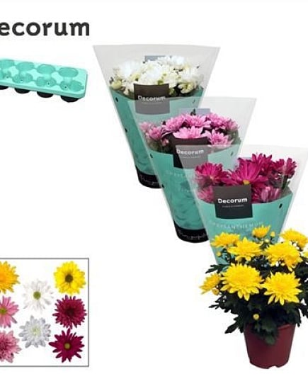 Chrysanner Margarita Mix with delivery to Astana
