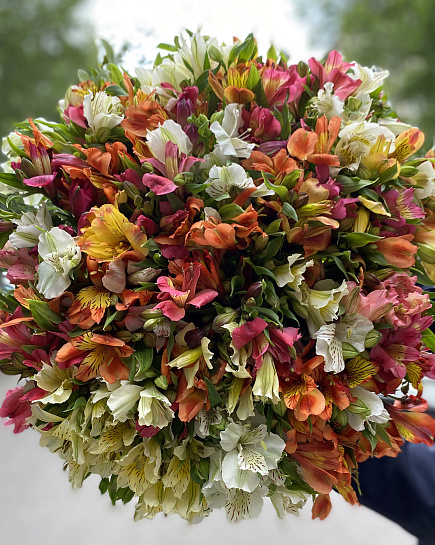 Bouquet of Bright bouquet of alstroemerias 51 pcs flowers delivered to Astana