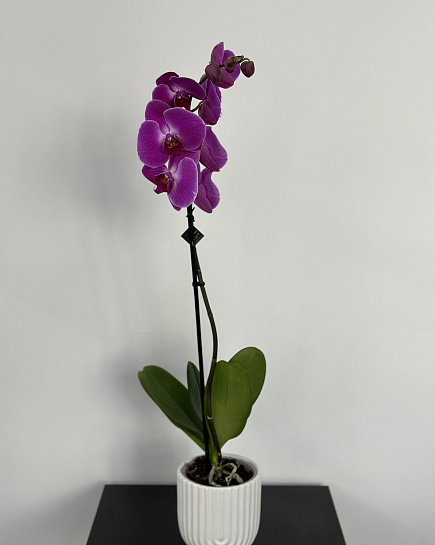 Bouquet of Orchid in a flowerpot flowers delivered to Astana