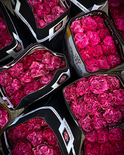 Bouquet of Pink peony rose flowers delivered to Astana