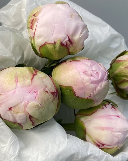 Пионы в пачке с доставкой по Астане