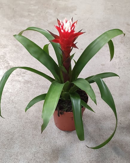Гузмания Rockyflower Hope - 12cm with delivery to Astana