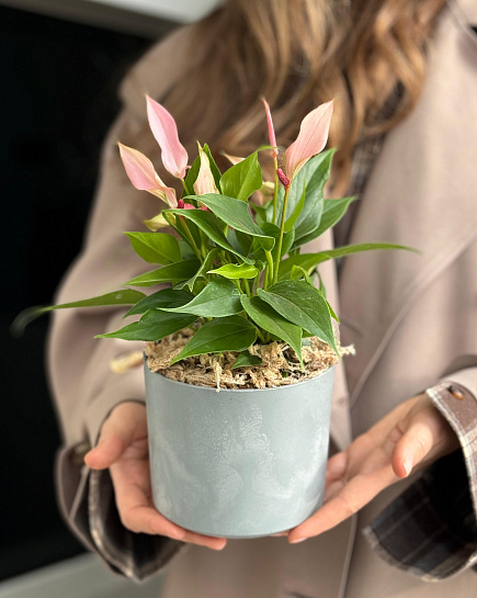 Антуриум Lilly Pink ( пересаженный в кашпо) с доставкой по Астане