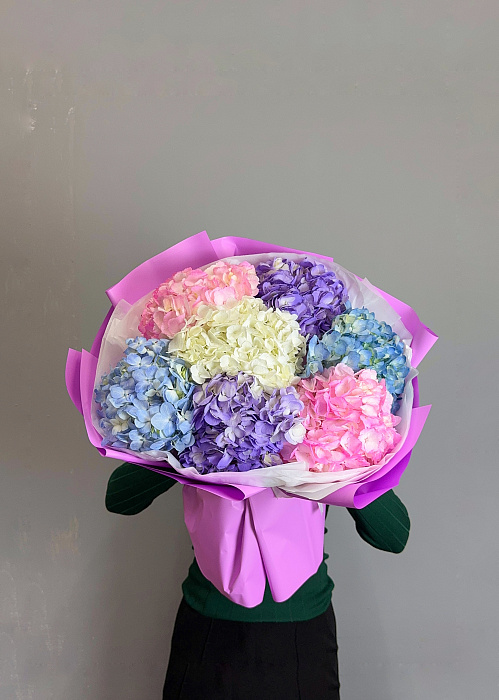 Hydrangea Hydrangea