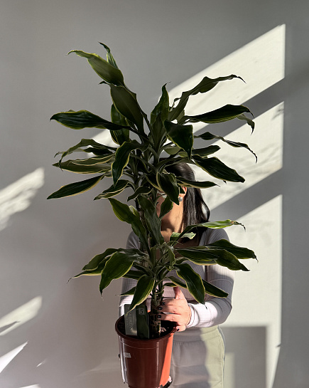 Dracaena Golden coast with delivery to Astana