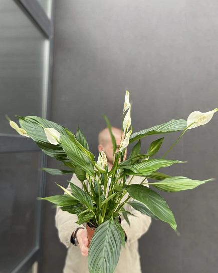 Спатифиллум 13/60 с доставкой по Астане