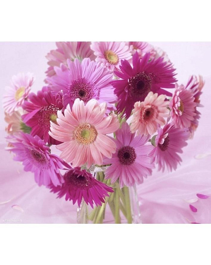 Bouquet of Bouquet of 51 pink asters flowers delivered to Balkhash