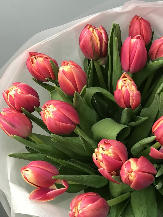 Pionovid tulips 15pcs Pionovid tulips 15pcs