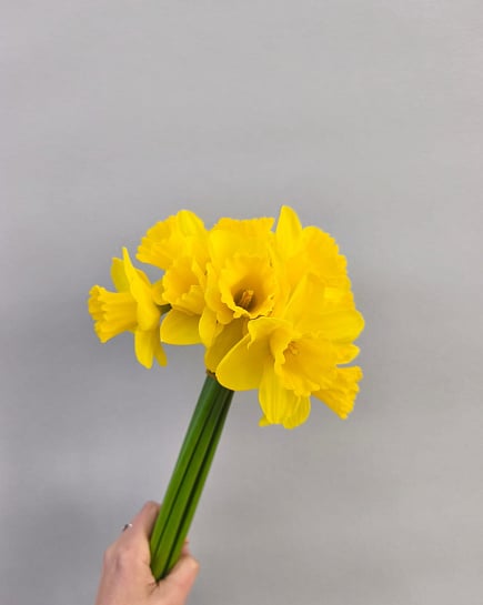 Нарциссы в пачке 11 шт с доставкой по Алматы