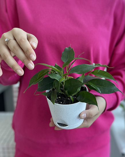 Houseplant transplanted into a pot with delivery to Astana