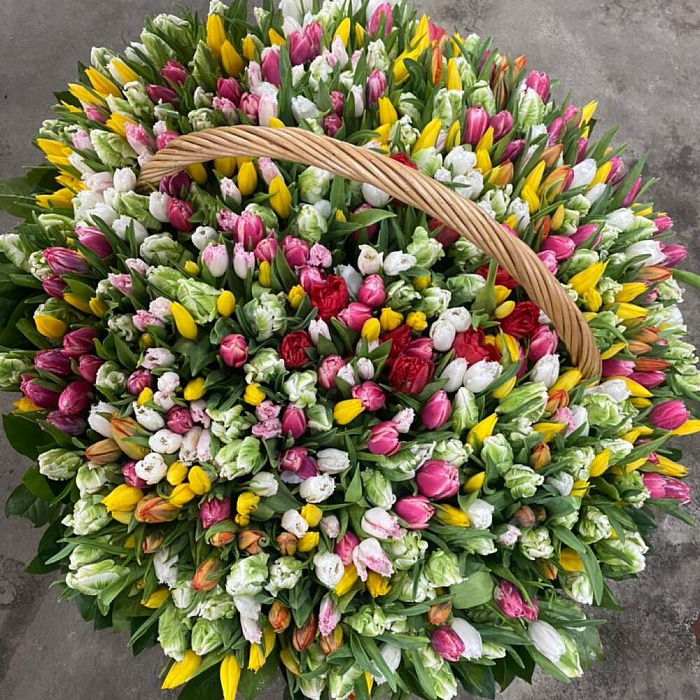 501 tulips in a basket