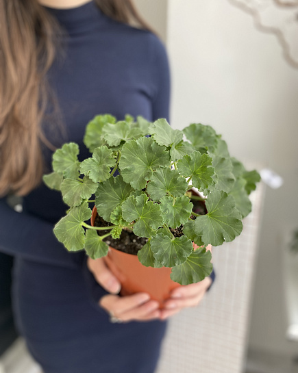 Geranium with delivery to Astana