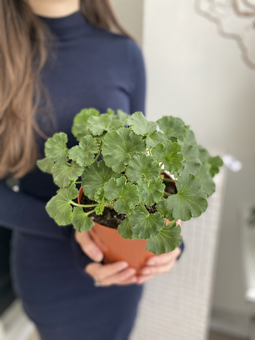 Geranium Geranium
