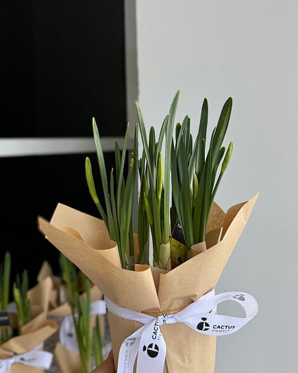 Нарциссы в горшке  с доставкой по Астане