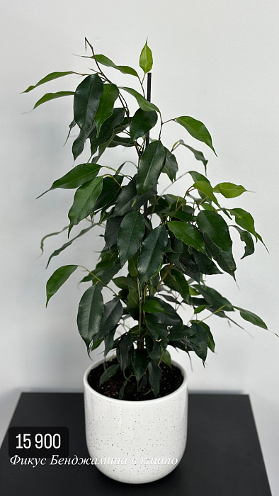 Ficus in a flowerpot