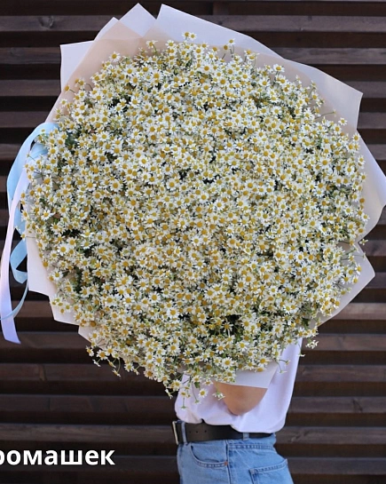 Bouquet of Bouquet of daisies (99) flowers delivered to Shymkent