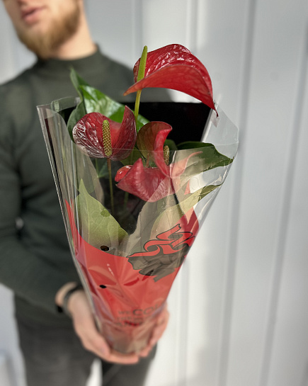 Anthurium with delivery to Astana