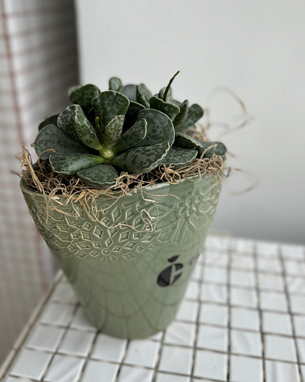 Succulent transplanted into a flowerpot with delivery to Astana