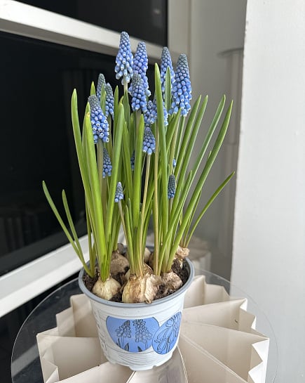 Синие гиацинты в горшке с доставкой по Астане